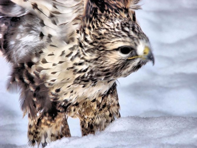 Chim săn mồi tìm thức ăn trên đụn tuyết trắng